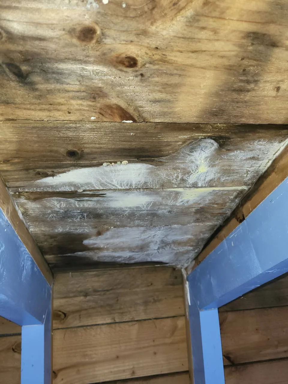 Traitement contre la mérule et champignons de charpente Technichem : Protégez votre maison à Lille